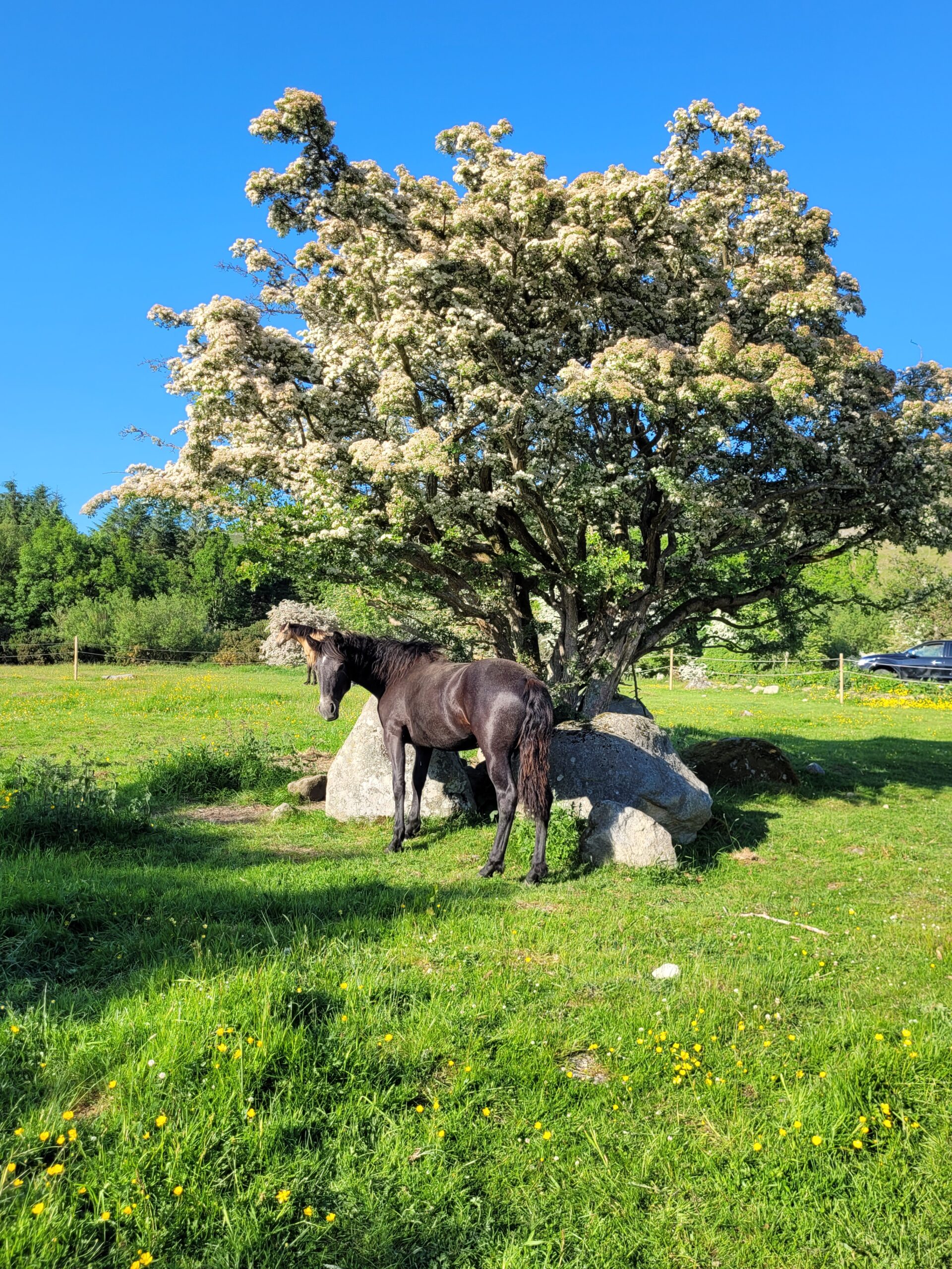 Cariad resting under a hawthorn tree at Blessington Lakes, Co. Wicklow