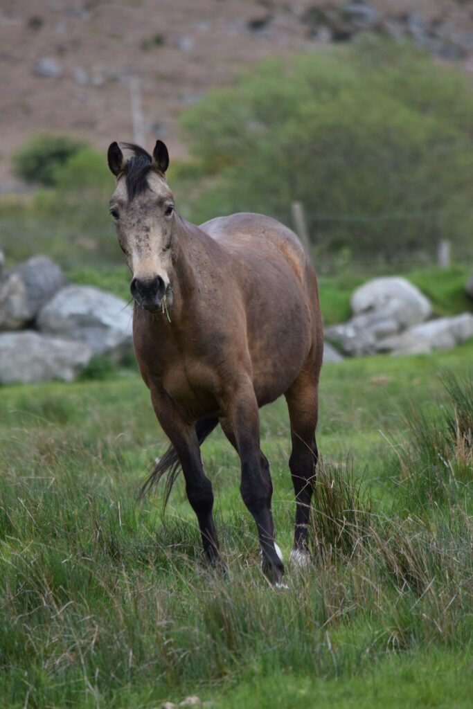 zenfoal dakota