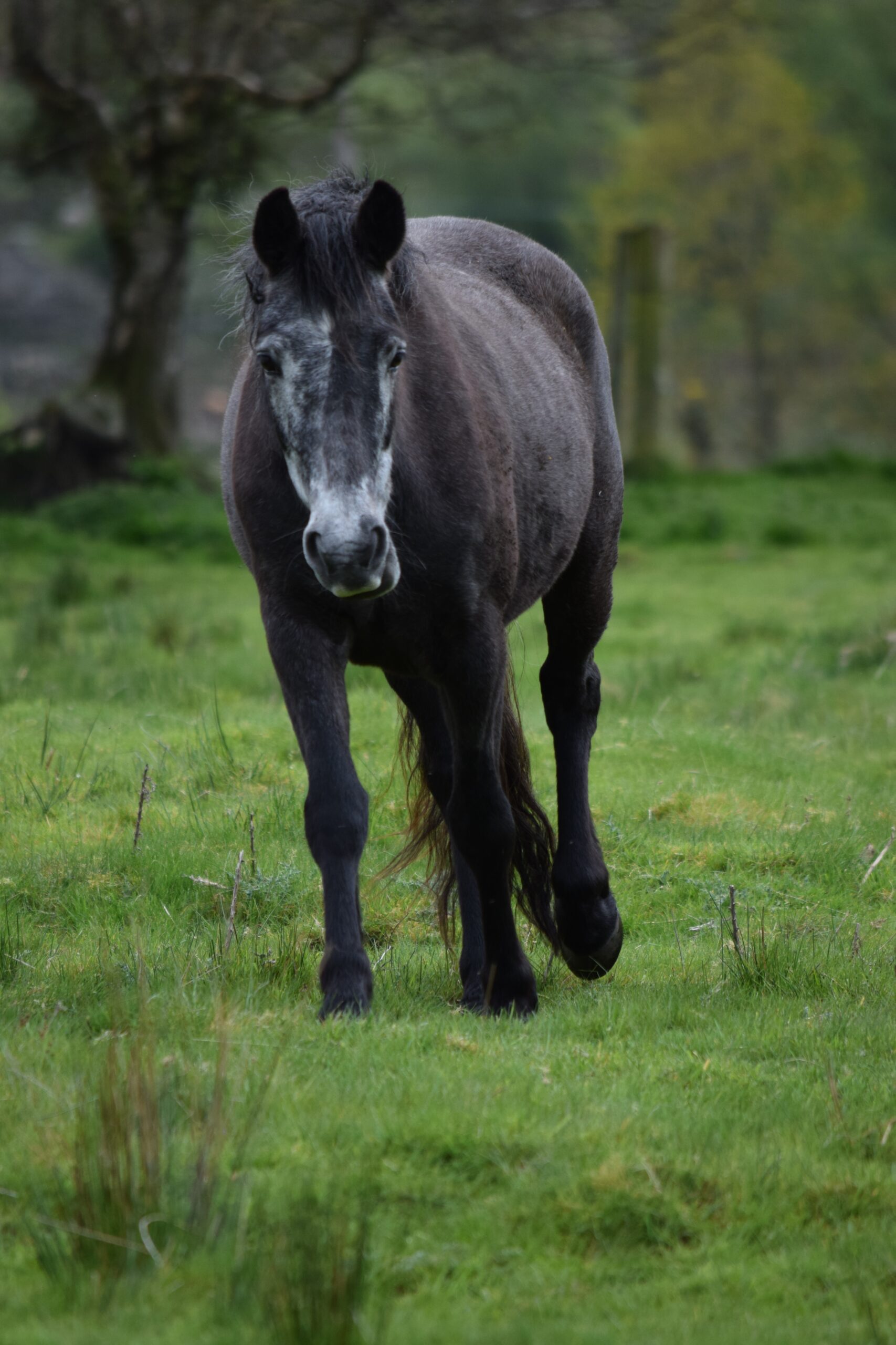 Cariad walking towards the camera in a field at Blessington Lakes, Co. Wicklow