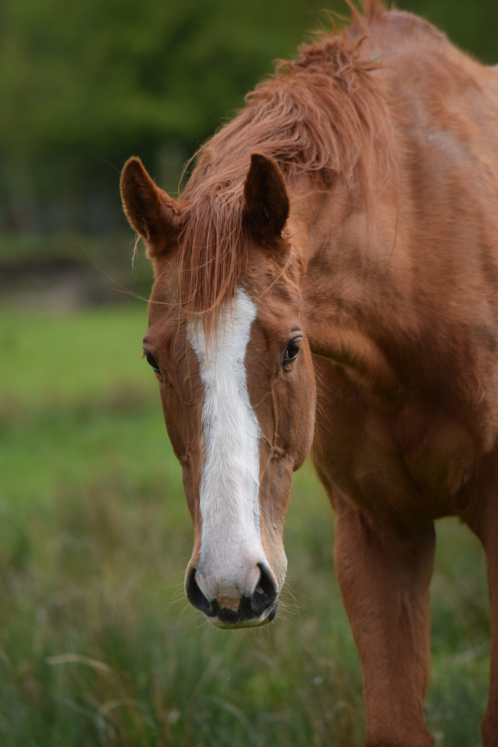 Power grazing in a field at Blessington Lakes, Co. Wicklow