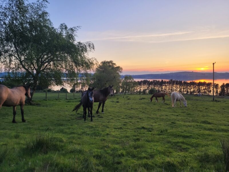 The ZenFoal herd grazing together at sunset, Blessington Lakes, Co. Wicklow