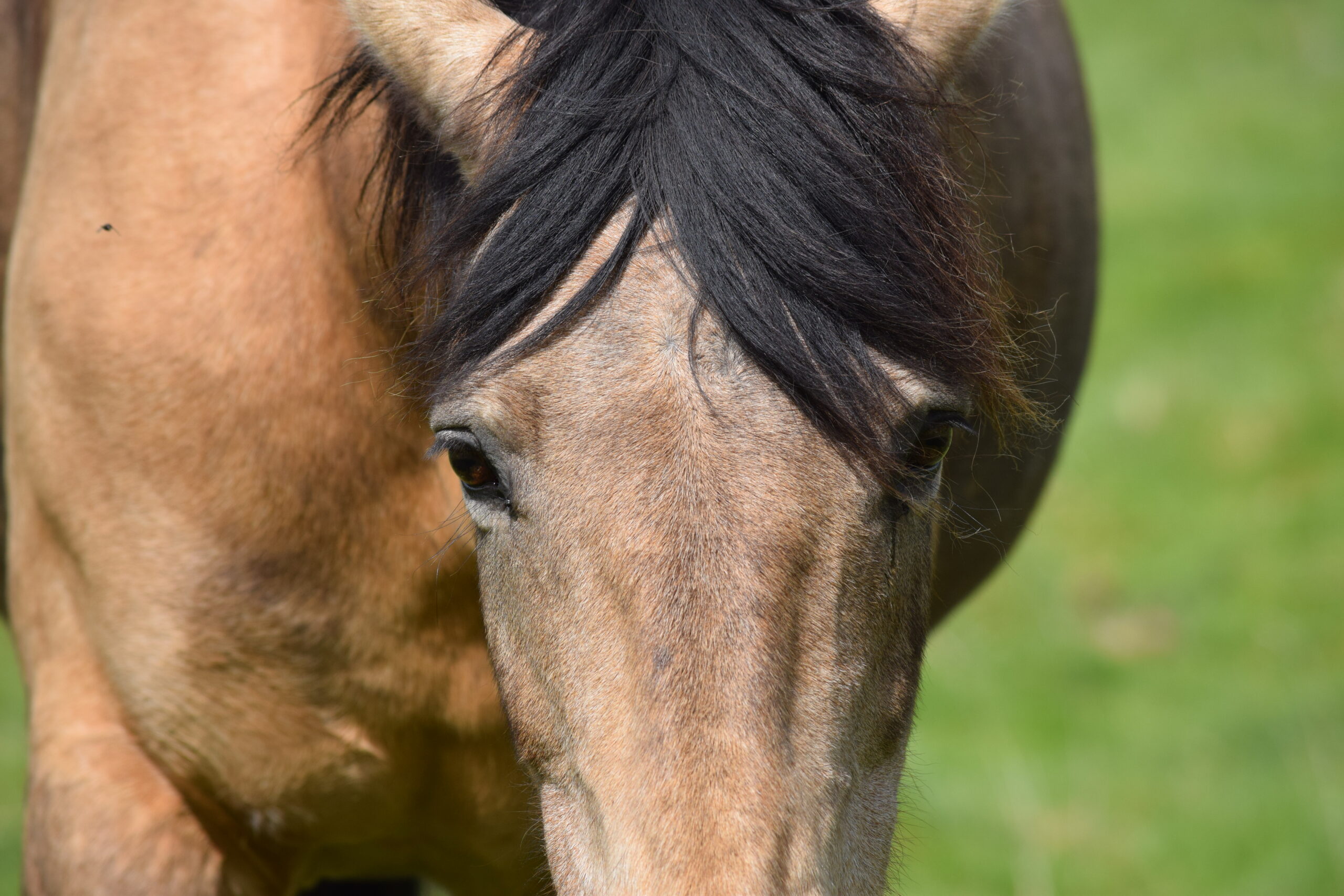 Close-up of Xia's face, part of the ZenFoal herd at Blessington Lakes, Co. Wicklow