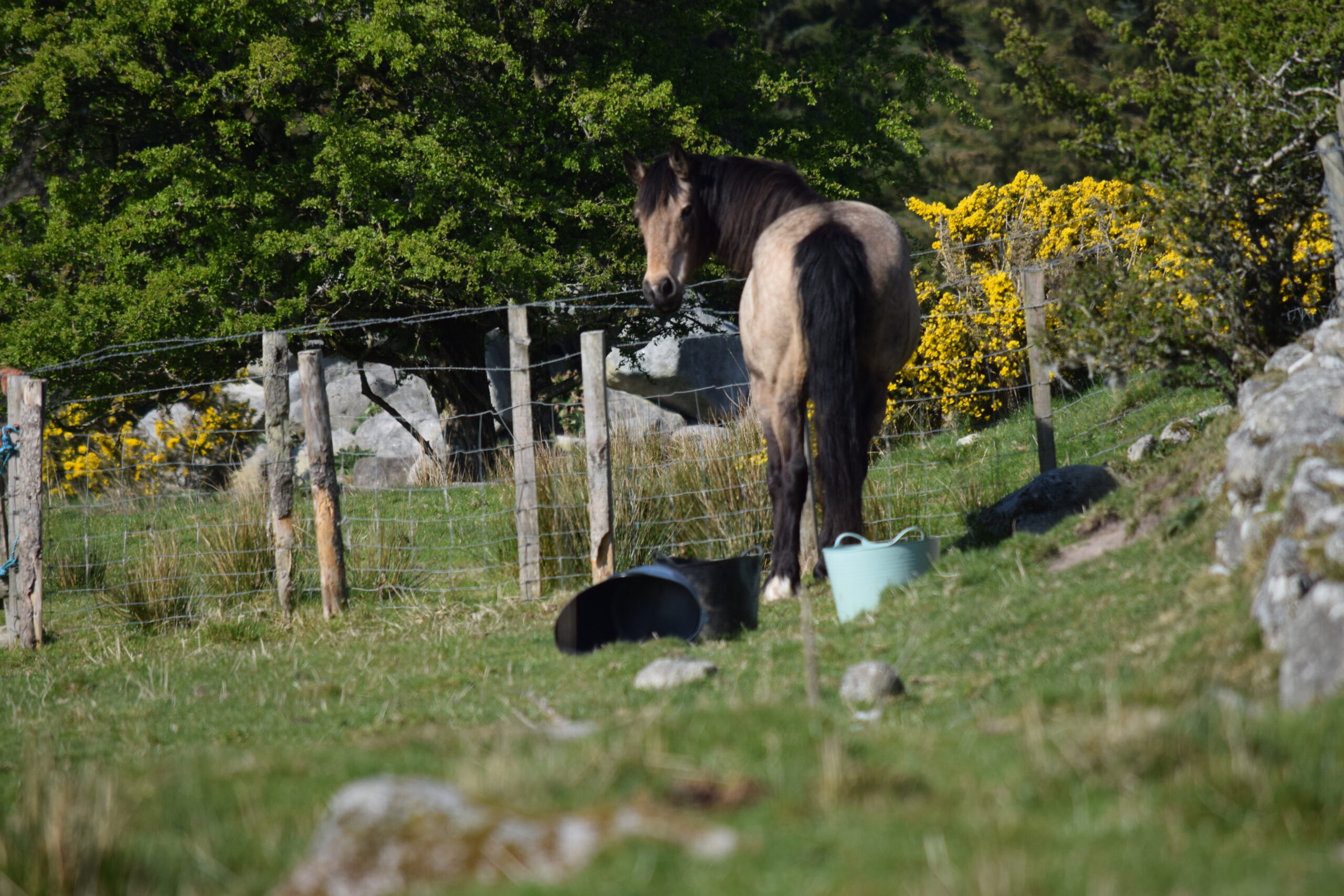 Xia grazing on a hillside at Blessington Lakes, Co. Wicklow